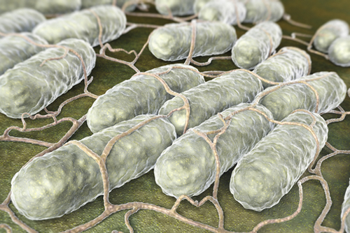 Risk Salmonella